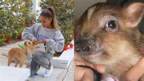 What is Ariana Grande's Favorite Animal? Exploring the Connection Between Pop Stars and Their Furry Friends