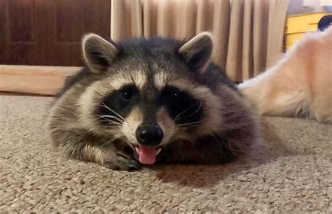 Can You Have a Raccoon as a Pet in Pennsylvania? And Why Do They Love Pizza So Much?