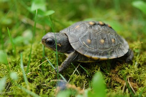 Can You Keep a Painted Turtle as a Pet? And Why Do They Always Look Like They Know Something You Don’t?