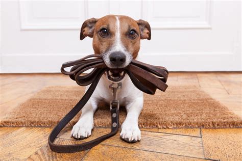 Does Pet Rent Cover Damages: A Tangled Web of Fur and Finances