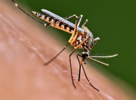 How Far Does a Mosquito Travel, and Why Does It Care About Your Weekend Plans?