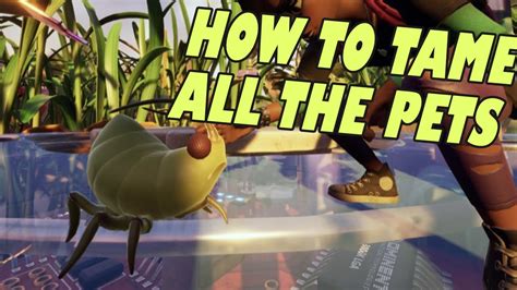 How to Get Aphid Pet Grounded: Exploring the Unconventional World of Insect Companionship