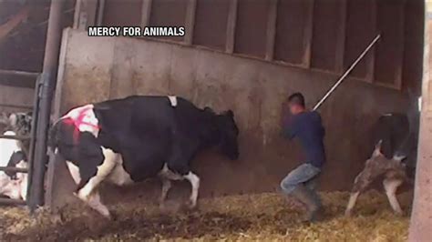 Is Animal Cruelty a Felony in Texas? And Why Do Cows Dream of Electric Fences?