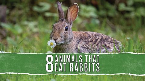 What Animal Eats a Rabbit? And Why Do They Always Seem to Outsmart Us?