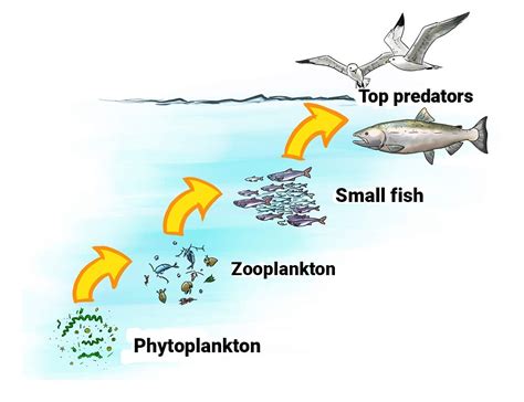 What Animal Eats Zooplankton? Exploring the Intricacies of Aquatic Food Chains