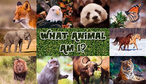 What Animal Would You Be Quiz: Exploring the Wild Side of Your Personality