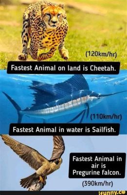 What is the fastest water animal in the world, and why do they always seem to be in a hurry?