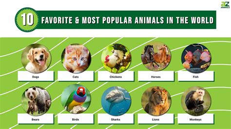 What is the Most Popular Animal in the World, and Why Do They Always Seem to Steal the Spotlight?