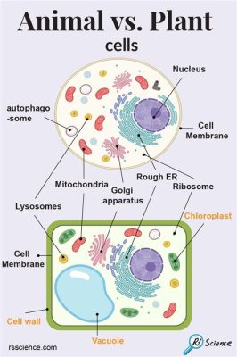 Which One Includes Plant and Animal Cells? And Why Do They Sometimes Throw Parties Together?